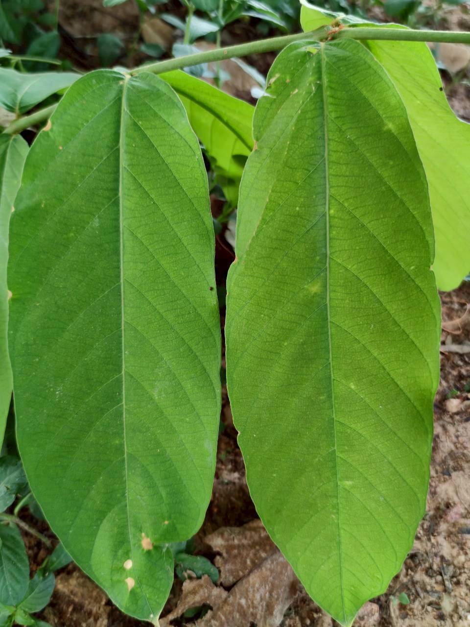 อินทรชิต (leaf)