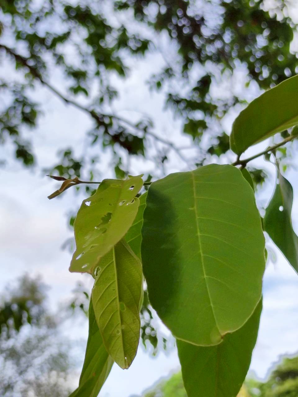 อินทรชิต (leaf)
