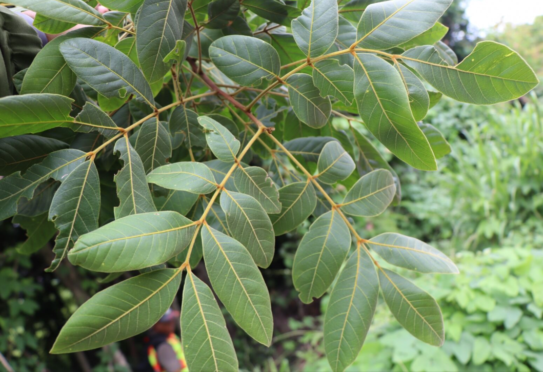 มะหวด (leaf)
