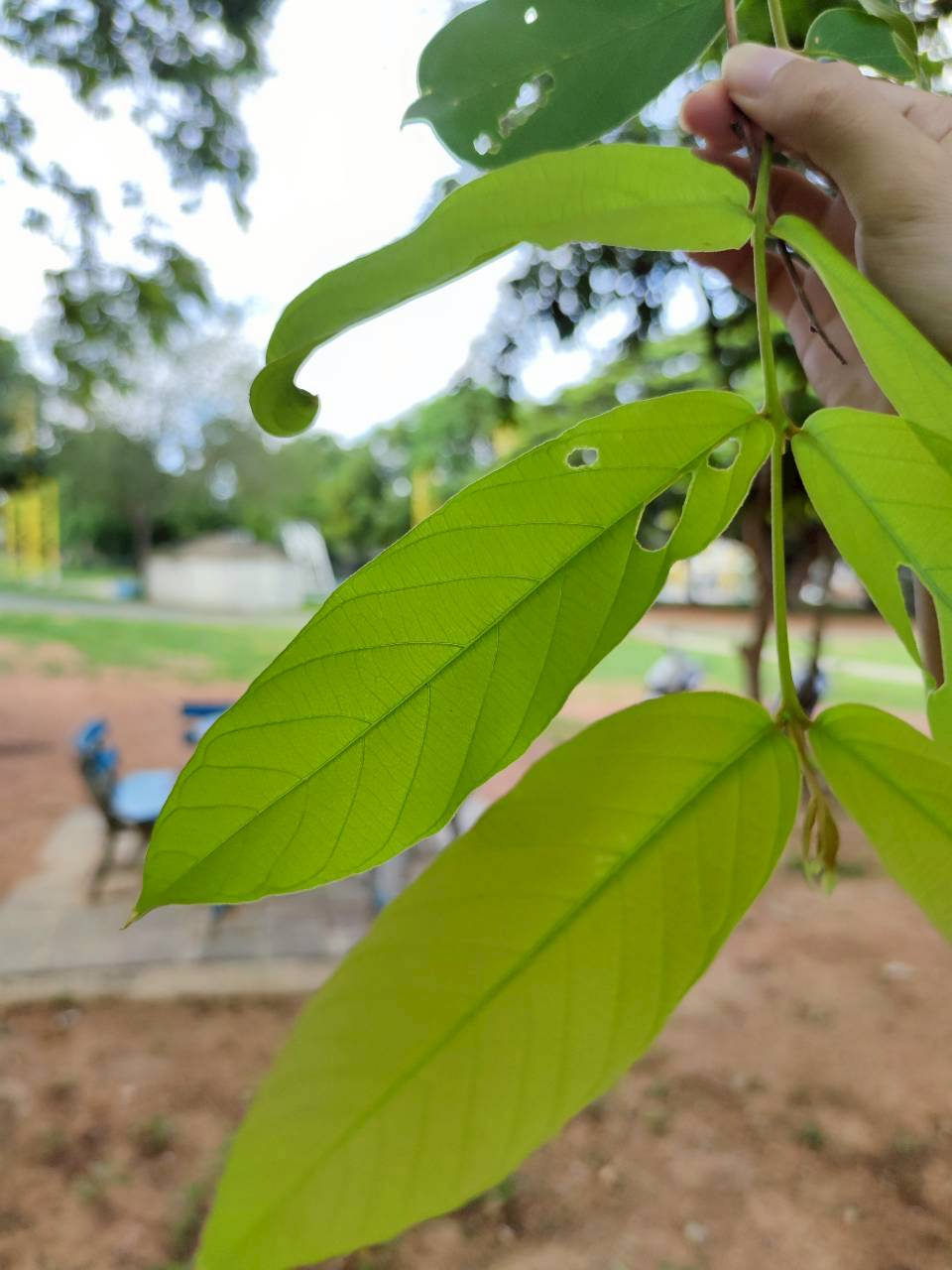 อินทรชิต (leaf)