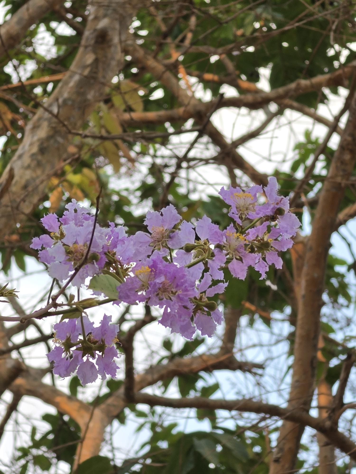 อินทรชิต (flower)