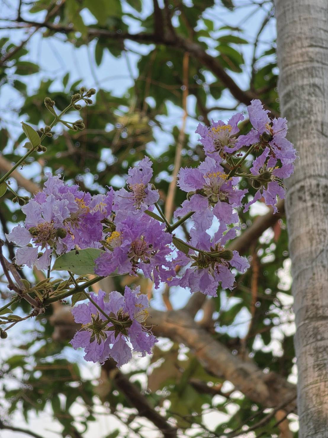 อินทรชิต (flower)
