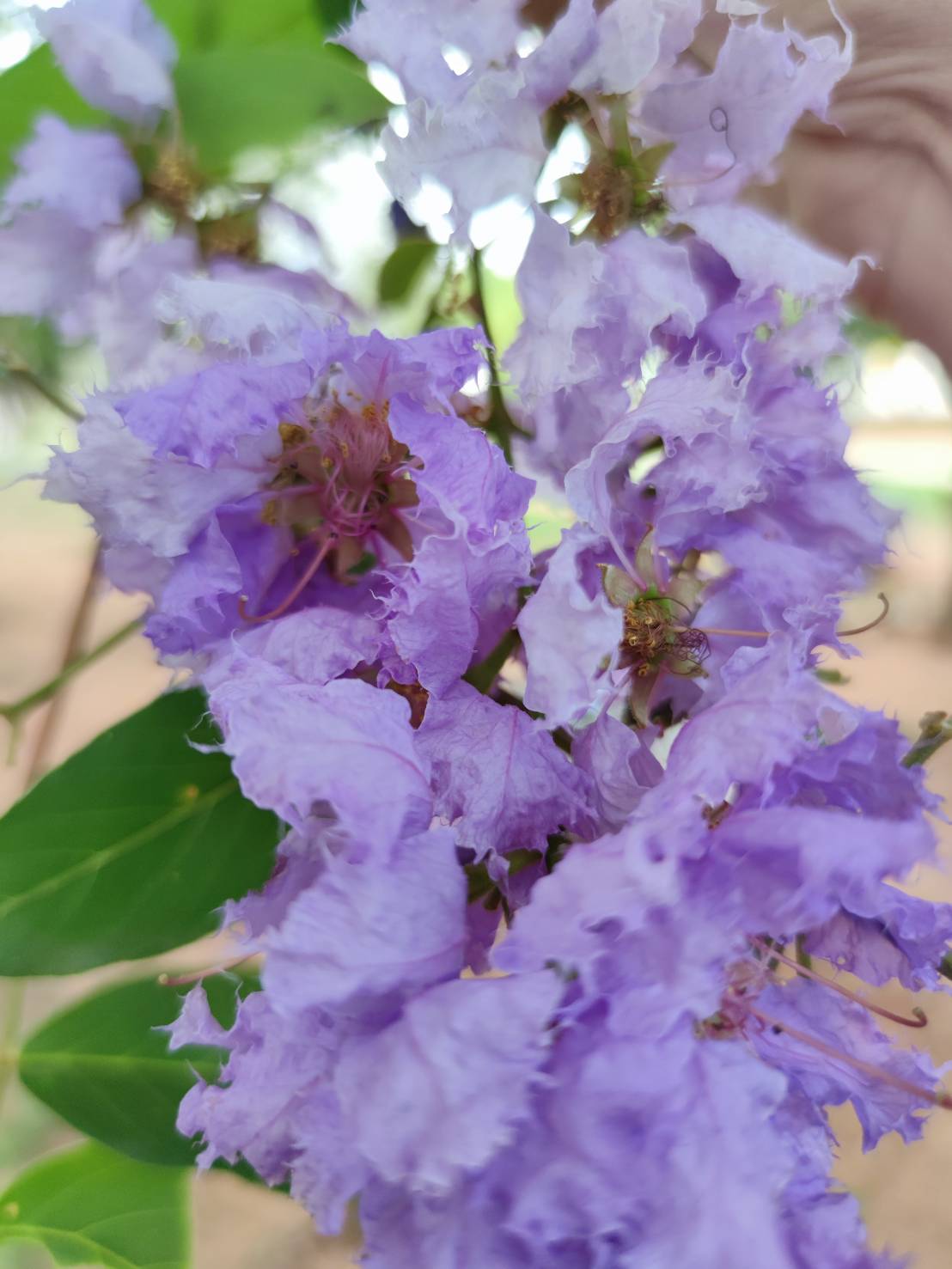 อินทรชิต (flower)