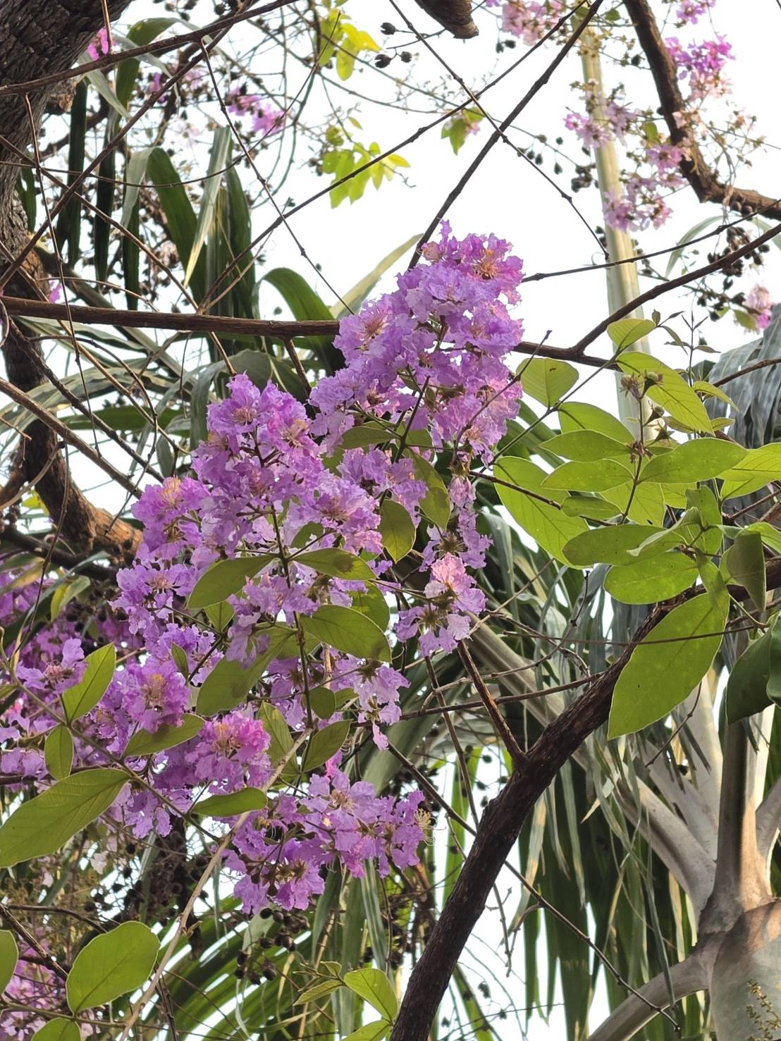 อินทรชิต (flower)