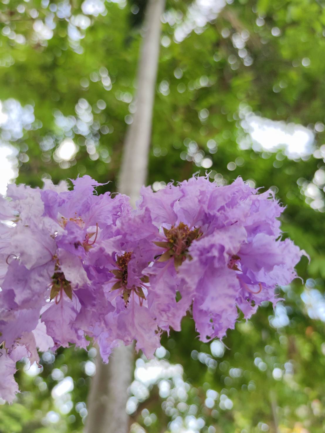 อินทรชิต (flower)