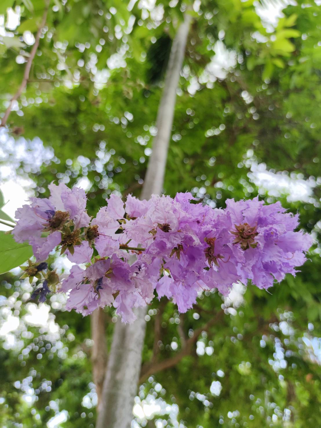 อินทรชิต (flower)