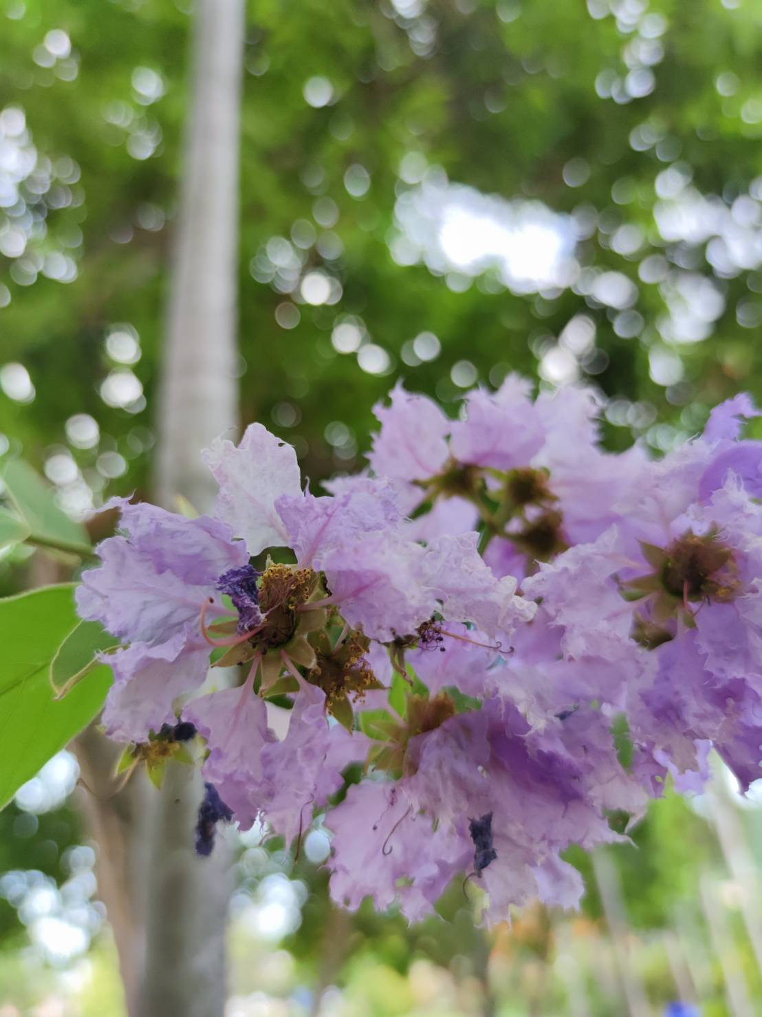 อินทรชิต (flower)