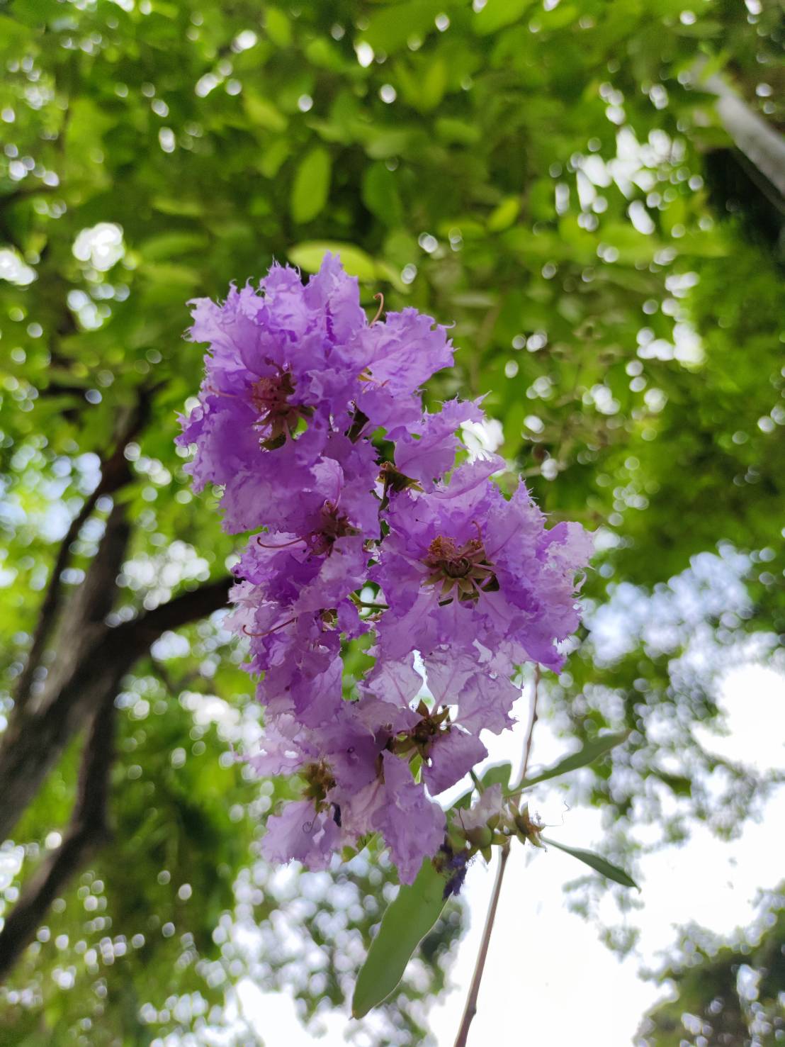 อินทรชิต (flower)