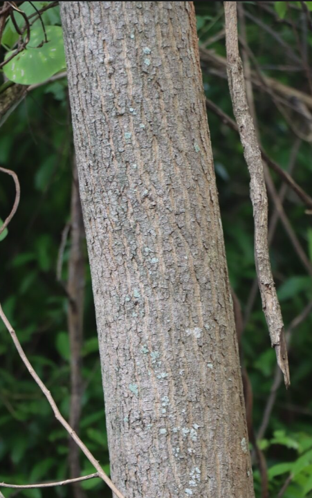 กุ๊ก (trunk)