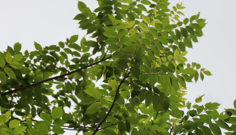 กุ๊ก (leaf)