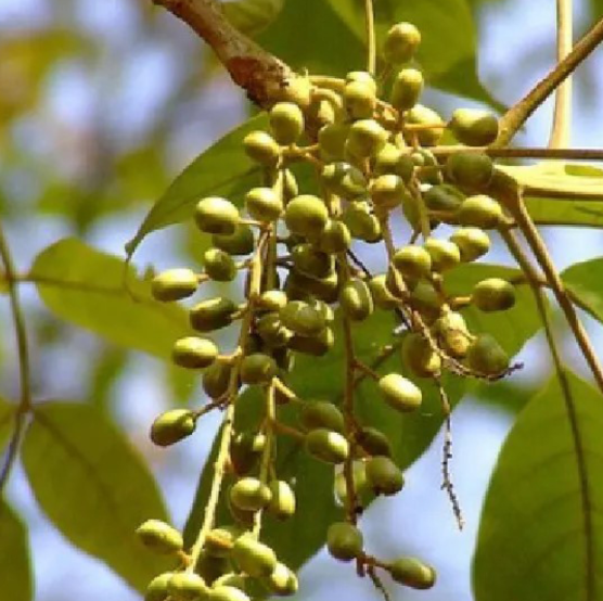 กุ๊ก (fruit)