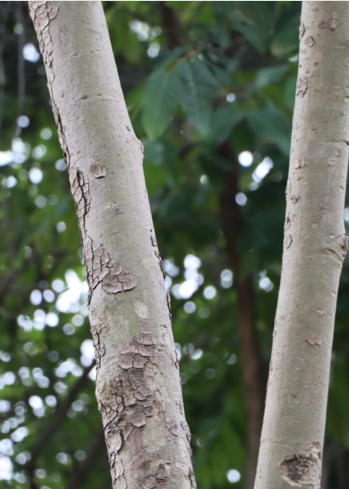 เก็ดแดง (trunk)