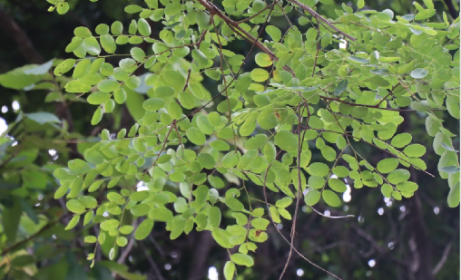 เก็ดแดง (leaf)