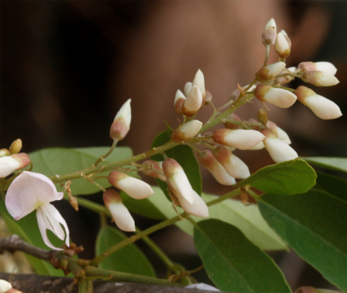 เก็ดแดง (flower)